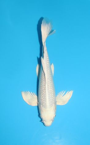 Longfin Gin Rin Platinum