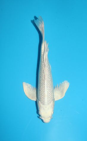 Longfin Gin Rin Platinum