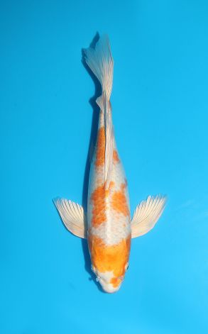 Longfin Hariwake