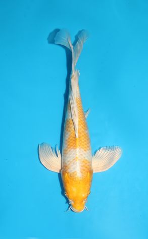 Longfin Hariwake