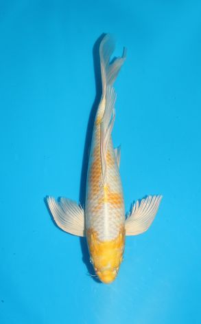 Longfin Hariwake