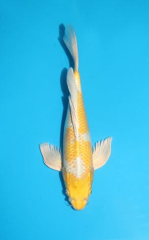 Longfin Kogane Ochiba