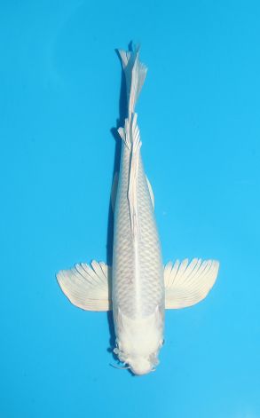 Longfin Platinum