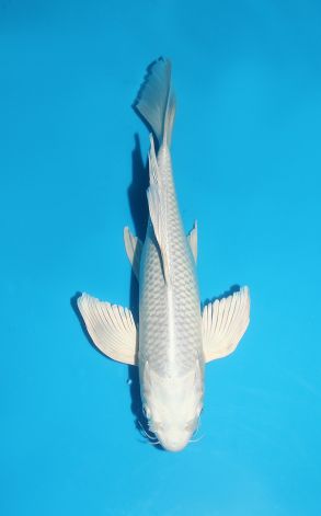 Longfin Platinum