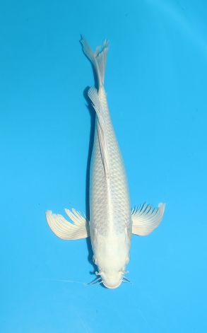 Longfin Platinum