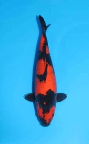 Hi Utsuri