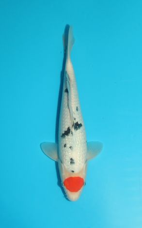 Pearl Tancho Sanke