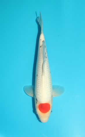 Pearl Tancho Sanke