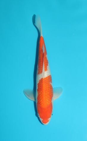 Pearl Kohaku