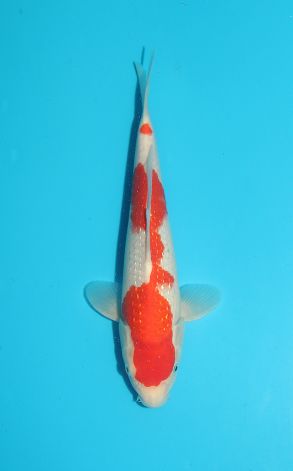 Pearl Kohaku