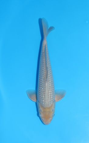 Pearl Soragoi