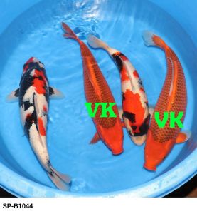 Ishihara-Nisai-Female-Showa-Aka-Matsuba-45-52-cm-SP-B1044-1150-Euro