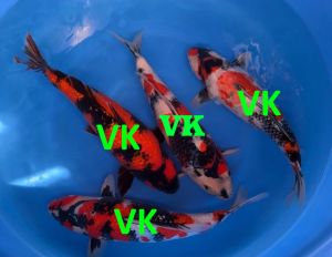 Ishihara-Nisai-Mix-43-45-cm-SP-B1048-1350-Euro