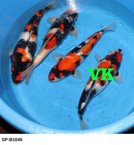 Ishihara-Nisai-Showa-44-49-cm-SP-B1045-1150-Euro