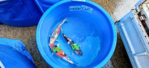 Ishihara-Sansai-Mix-55-60-cm-1350-1950-Euro