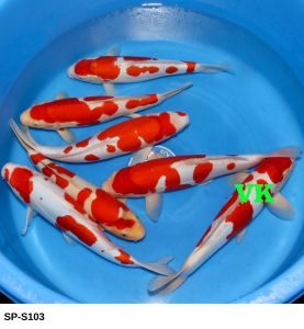 Maruhide-Nisai-Gosanke-40-45-cm-SP-S103-550-Euro