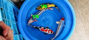 Maruhiro-Nisai-Mix-45-50-cm-750-975-Euro-3