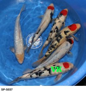 Marujyu-Sansai-44-48-cm-SP-S037-395-Euro