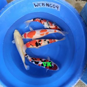 Nagoshi-Nisai-Mix-48-52-cm-650-750-Euro-3