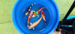 Sakazume-Sansai-Mix-50-60-cm-1550-2450-Euro