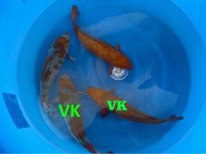 Yamasan-Sansai-Mix-50-55-cm-SP-S006-975-Euro