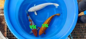 Yamazaki-Sansai-Mix-45-60-cm-1150-1350-Euro-3