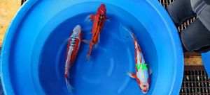 Yamazaki-Sansai-Mix-45-60-cm-1150-1350-Euro