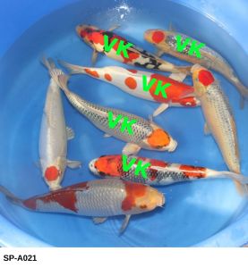 Klinger-Kanno-AP-A021-Nisai-Mix-35-40-cm-395-Euro v2