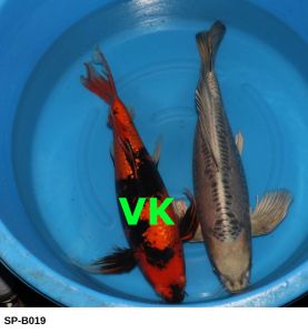 Yamasan-SP-B019-60-65 cm-1350-Eur (1)