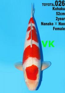 Dainichi Kohaku 52 cm mesu Nisai SOLD