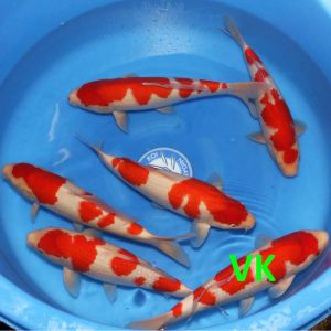 Hoshikin Nisai Kohaku 38 47 cm KB002 975-1350 Euro