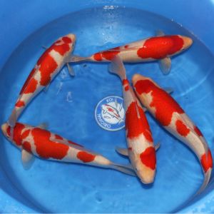 Hoshikin Nisai Kohaku 38 47 cm KB003 975-1350 Euro