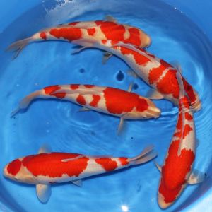 Hoshikin Nisai Kohaku 38 47 cm KB004 975-1350 Euro