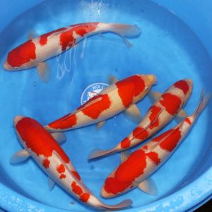 Hoshikin Nisai Kohaku 38 47 cm KB005 975-1350 Euro