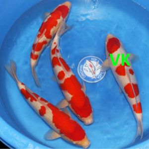 Hoshikin Nisai Kohaku 38 47 cm KB006 975-1350 Euro