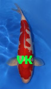 Hoshikin Sansai Male Kohaku 56 cm SP-A011 2950 Euro