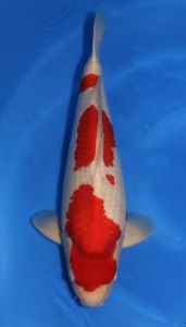Hoshikin Sansai Male Kohaku 58 cm SP-S027 2950 Euro