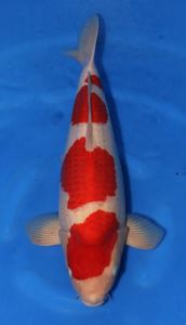 Hoshikin Sansai Male Kohaku 59 cm SP-S030 3350 Euro