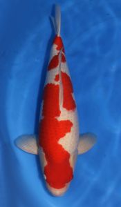 Hoshikin Sansai Male Kohaku 60 cm SP-S029 2950 Euro