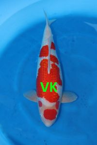Hoshikin Yonsai Female Ginrin Kohaku 65 cm 240.000