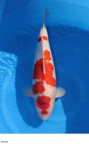 Hoshikin_Yonsai_Female_GR_Kohaku_61_cm SP-B1002 3950 Euro
