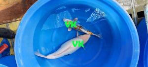 Ikarashi Mix 40-60 cm 1350-1550 Euro