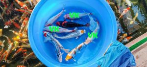 Ikarashi Nisai Mix 40-45 cm 395 Euro