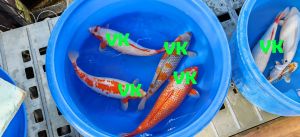 Ikarashi Sansai Mix 53-62 cm 4950 Euro