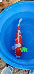 Ishihara Gosai Kikusui 78 cm 8500 Euro