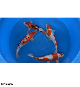 Ishihara Nisai Doitsu Mix 44 45 cm SP-B1052 975 Euro
