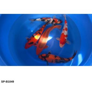 Ishihara Nisai Mix (38-46 cm) SP-B1049 975 Euro