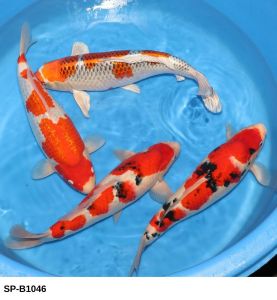 Ishihara Nisai Mix 43-49 cm SP-B1046 975 Euro