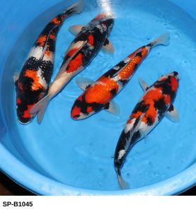 Ishihara Nisai Showa 44-49 cm SP-B1045 1150 Euro