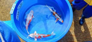 Ishihara Sansai Mix 55-60 cm 1350-1950 Euro (2)